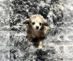 Small #2 Poodle (Toy)