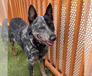 Texas Heeler-Unknown Mix Dogs for adoption in Las Vegas, NV, USA