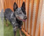 Small Texas Heeler Mix
