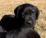 Small Photo #14 Labrador Retriever Puppy For Sale in ATHENS, GA, USA