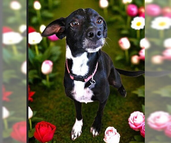 Medium Photo #2 Italian Greyhound-Unknown Mix Puppy For Sale in Fallbrook, CA, USA