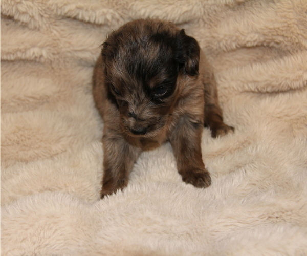Medium Photo #21 Australian Retriever Puppy For Sale in STEWART, MS, USA