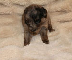 Small #20 Australian Retriever