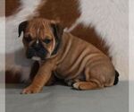 Image preview for Ad Listing. Nickname: HEIDI  AKC