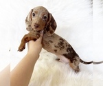 Small #1 Dachshund