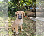 Small #2 Boxer Mix