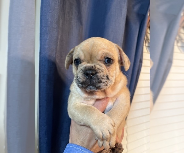 Full screen Photo #1 French Bulldog Puppy For Sale in KEYSTONE HEIGHTS, FL, USA