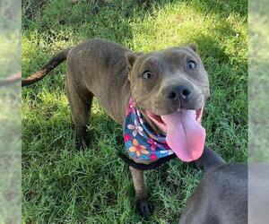 American Pit Bull Terrier Dogs for adoption in Tulsa, OK, USA