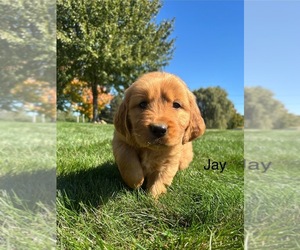 Golden Retriever Dog for Adoption in FREDERICKSBG, Ohio USA