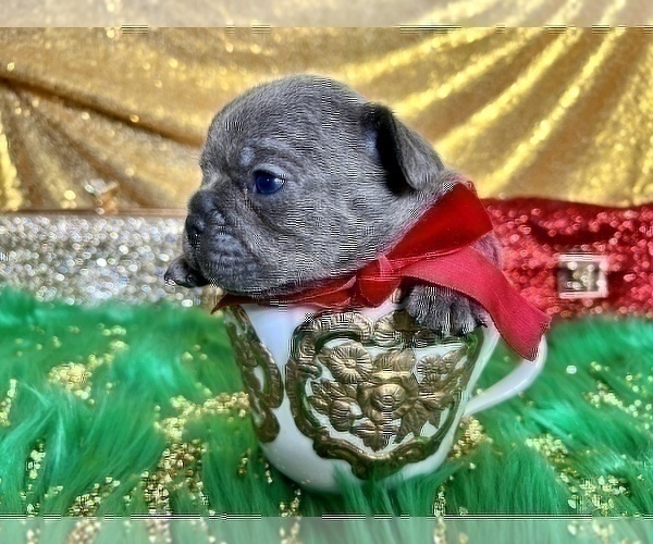 Medium Photo #79 French Bulldog Puppy For Sale in HAYWARD, CA, USA