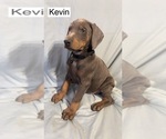 Small #2 Doberman Pinscher