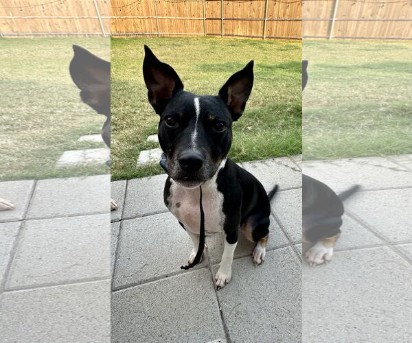 Medium Photo #1 Chihuahua-Unknown Mix Puppy For Sale in McKinney, TX, USA