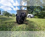Small #7 Aussiedoodle