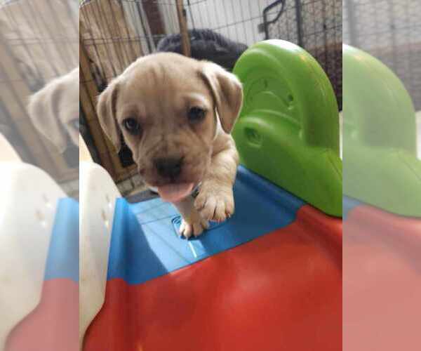 Medium Photo #3 American Pit Bull Terrier-Bulldog Mix Puppy For Sale in Raleigh, NC, USA