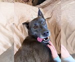 Small #5 Siberian Husky Mix