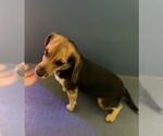 Small Photo #5 Beagle Puppy For Sale in SUFFOLK, VA, USA