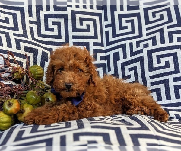 Medium Photo #3 Poodle (Miniature) Puppy For Sale in PEACH BOTTOM, PA, USA