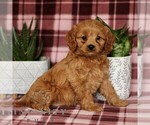 Small #2 Cavapoo
