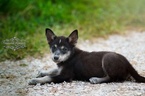 Puppy 5 Border Collie-Siberian Husky Mix