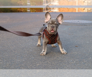 French Bulldog Puppy for sale in PLANADA, CA, USA
