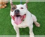 TWIN - Male American Staffordshire Terrier Dog for Adoption - Small photo