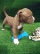 Small Photo #1 American Bully Puppy For Sale in BEAR GAP, PA, USA