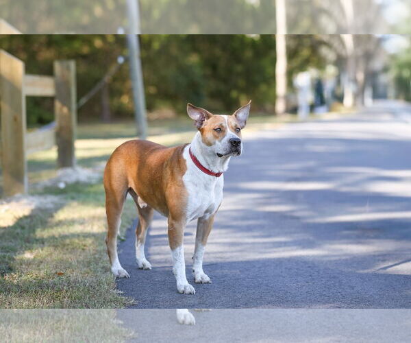 Medium Photo #10 Mutt Puppy For Sale in  Gainesville, FL, USA