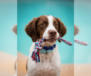 Brittany Dogs for adoption in Curwensville, PA, USA