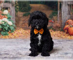 Lenny - Male Cavapoo (Miniature) Puppy for Sale - Small photo