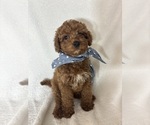 Small #1 Goldendoodle (Miniature)
