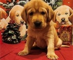 Small Photo #23 Labrador Retriever Puppy For Sale in BUFFALO, NY, USA