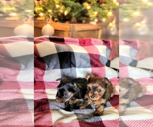 Yorkshire Terrier Puppy for sale in COLMESNEIL, TX, USA