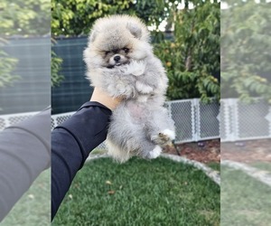 Pomeranian Puppy for sale in BAKERSFIELD, CA, USA