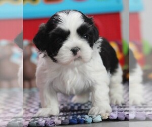 Shih Tzu Puppy for sale in EAST PALMYRA, NY, USA