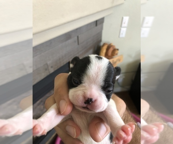 Medium Photo #5 Boston Terrier Puppy For Sale in BROOMFIELD, CO, USA
