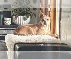 Louise - Female Mutt Dog for Adoption - Photo #2