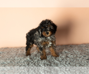 Poodle (Miniature) Puppy for sale in MILLERSBURG, IN, USA