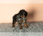 Small Photo #1 Poodle (Miniature) Puppy For Sale in MILLERSBURG, IN, USA