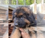 Small #4 German Shepherd Dog