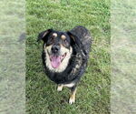 Small Australian Shepherd Mix