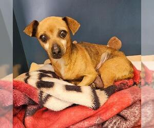 Chihuahua-Unknown Mix Dogs for adoption in Camarillo, CA, USA