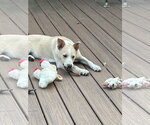 Small #3 Boxer-Shiba Inu Mix