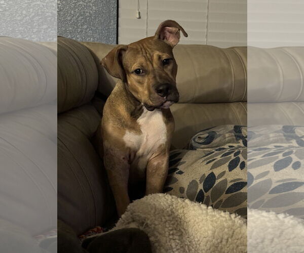 Medium Photo #1 Mutt Puppy For Sale in The Woodlands, TX, USA