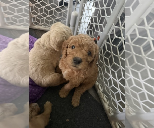 Medium Photo #16 Goldendoodle (Miniature) Puppy For Sale in NEWPORT, MN, USA