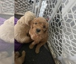 Small #15 Goldendoodle (Miniature)