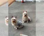 Small Photo #1 Silky Terrier Puppy For Sale in WEST NEWTON, MA, USA