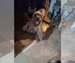 Small #4 Staffordshire Bull Terrier