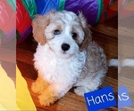 Small Photo #7 Cavapoo Puppy For Sale in LEBANON, OR, USA