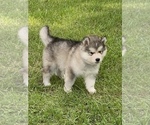 Small Photo #1 Alaskan Malamute Puppy For Sale in CLEAR BROOK, VA, USA