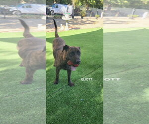 ELIOTT - Male Holland Shepherd-Plott Hound Mix Dog for Adoption - Photo #6